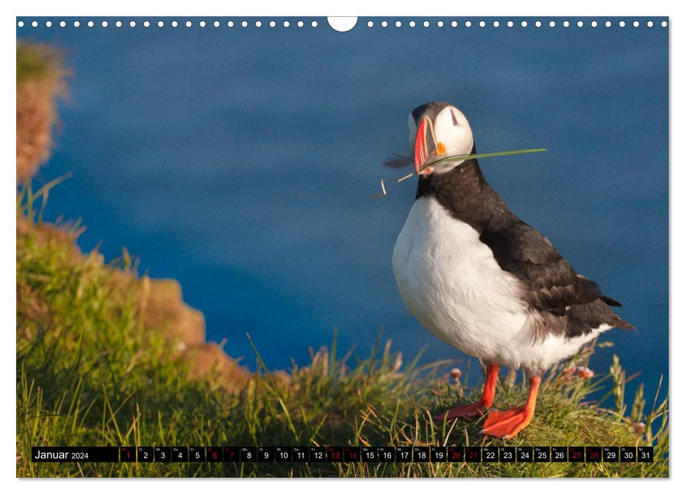 Puffins: Clowns of the North Atlantic (CALVENDO wall calendar 2024) 