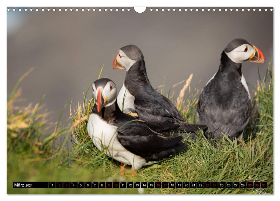 Puffins: Clowns of the North Atlantic (CALVENDO wall calendar 2024) 