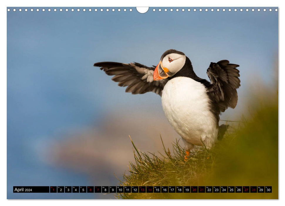 Puffins: Clowns of the North Atlantic (CALVENDO wall calendar 2024) 