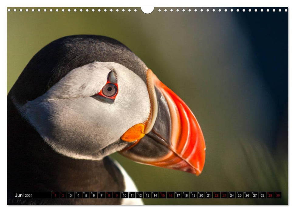 Puffins: Clowns of the North Atlantic (CALVENDO wall calendar 2024) 