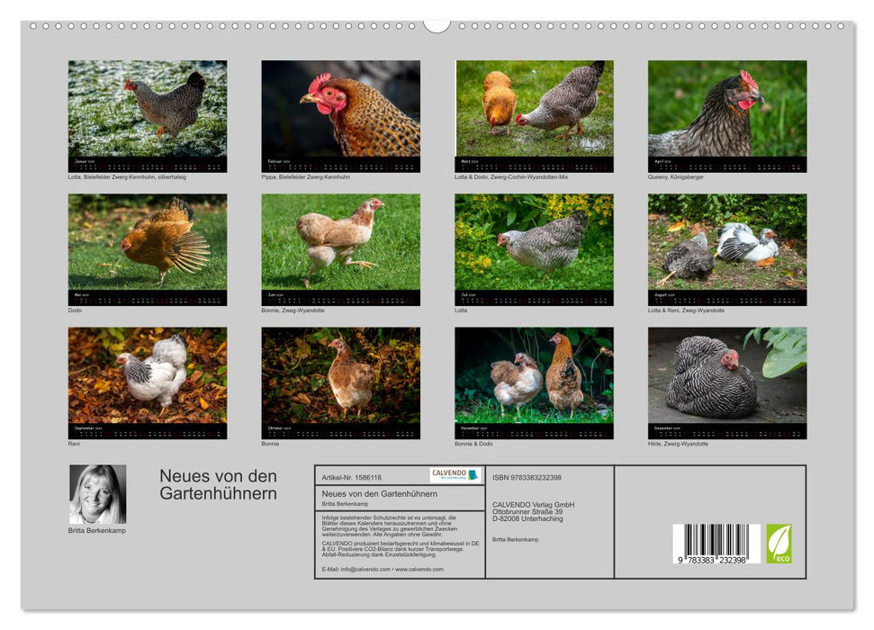 News from the garden chickens (CALVENDO Premium Wall Calendar 2024) 