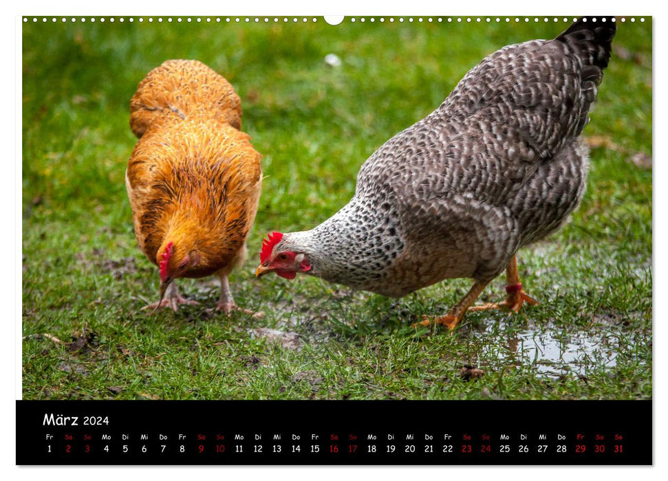 Actualités des poules du jardin (Calendrier mural CALVENDO Premium 2024) 