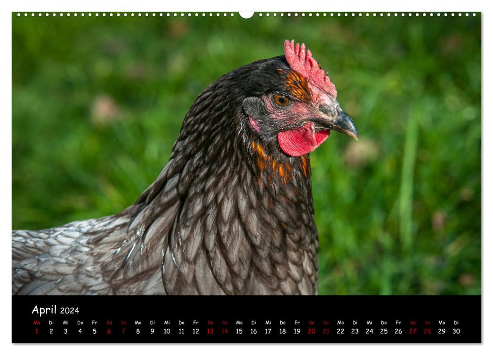 News from the garden chickens (CALVENDO Premium Wall Calendar 2024) 