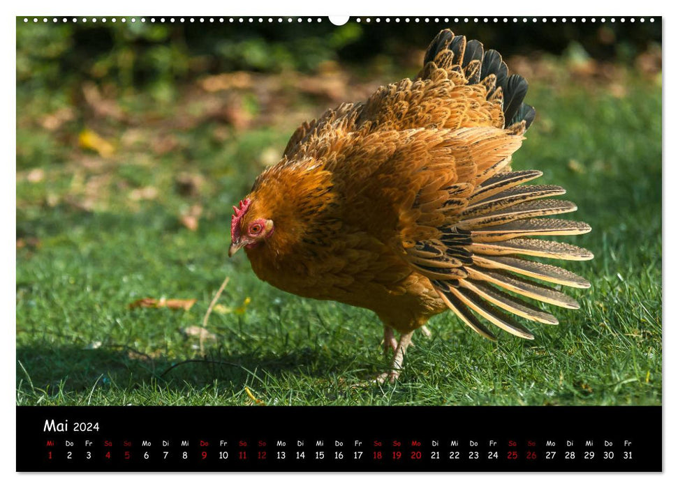 Neues von den Gartenhühnern (CALVENDO Premium Wandkalender 2024)