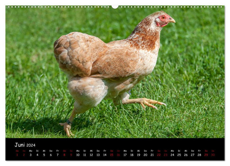 Neues von den Gartenhühnern (CALVENDO Premium Wandkalender 2024)