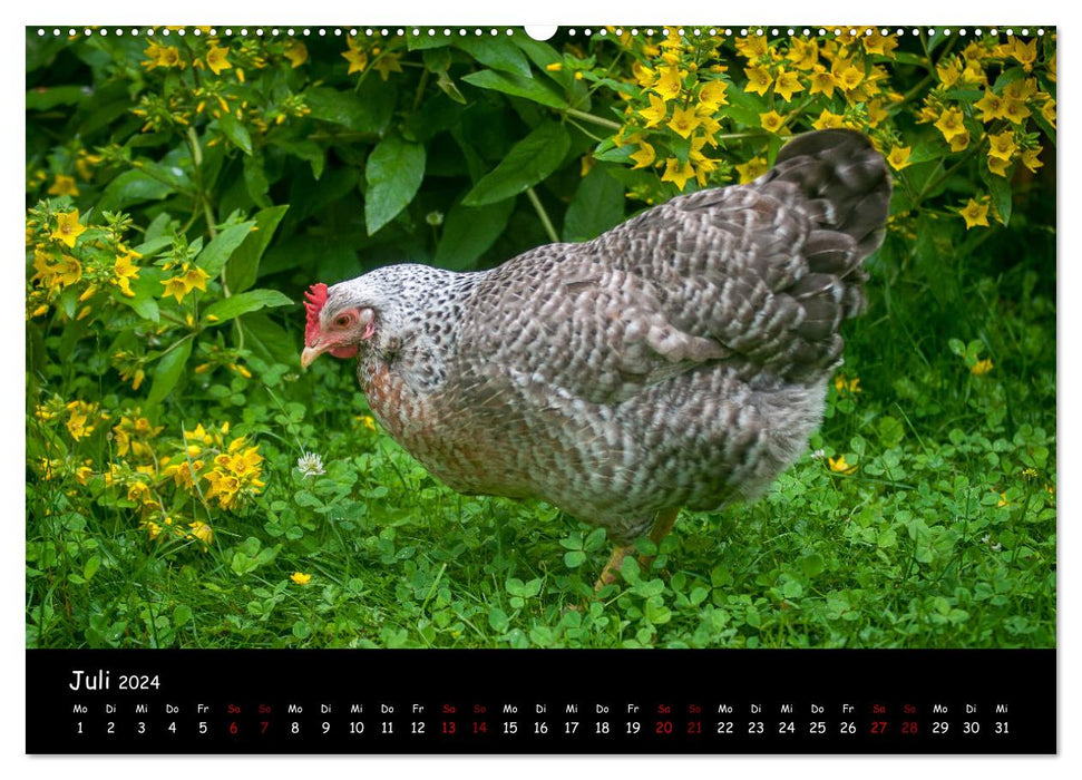 Neues von den Gartenhühnern (CALVENDO Premium Wandkalender 2024)