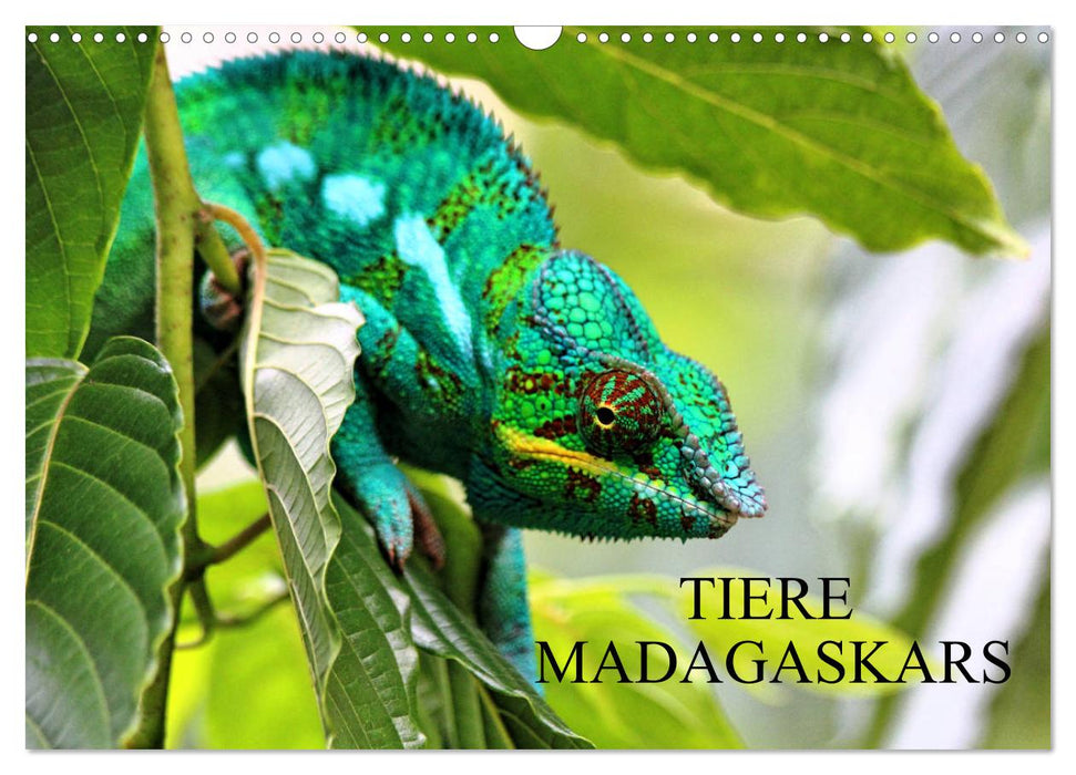 Animals of Madagascar (CALVENDO wall calendar 2024) 