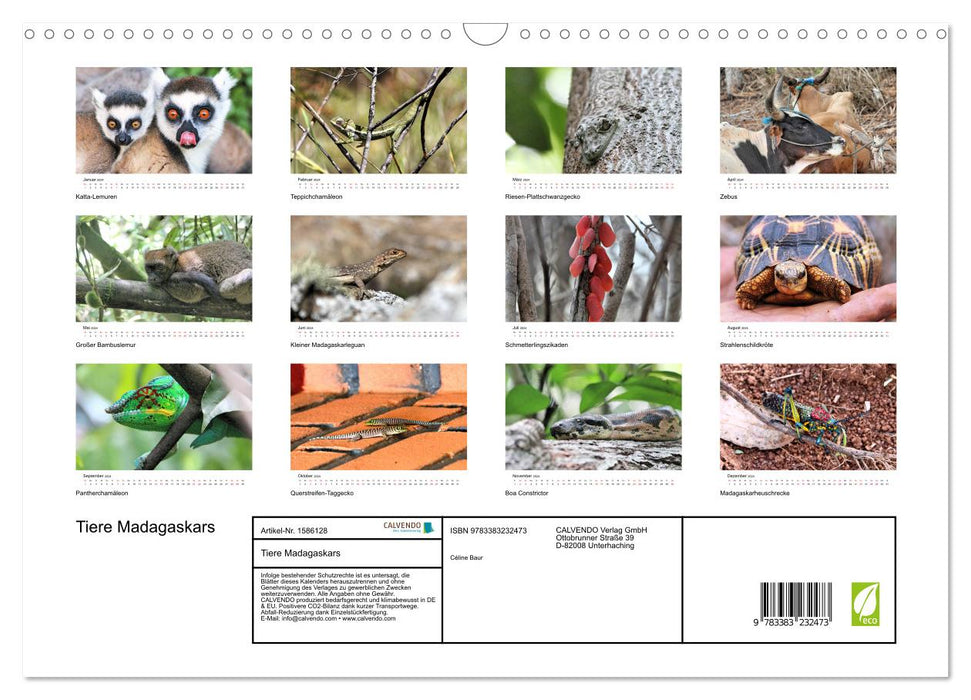 Animals of Madagascar (CALVENDO wall calendar 2024) 