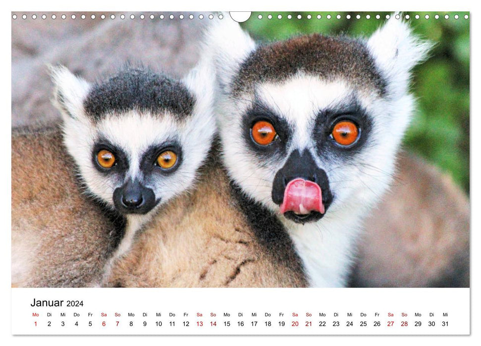 Tiere Madagaskars (CALVENDO Wandkalender 2024)