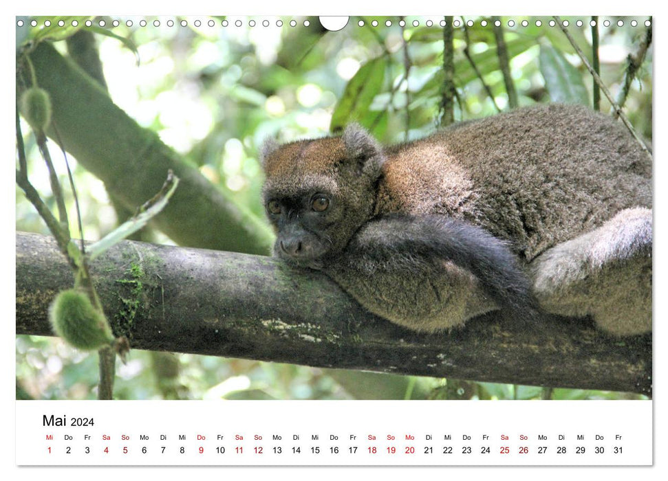 Animals of Madagascar (CALVENDO wall calendar 2024) 