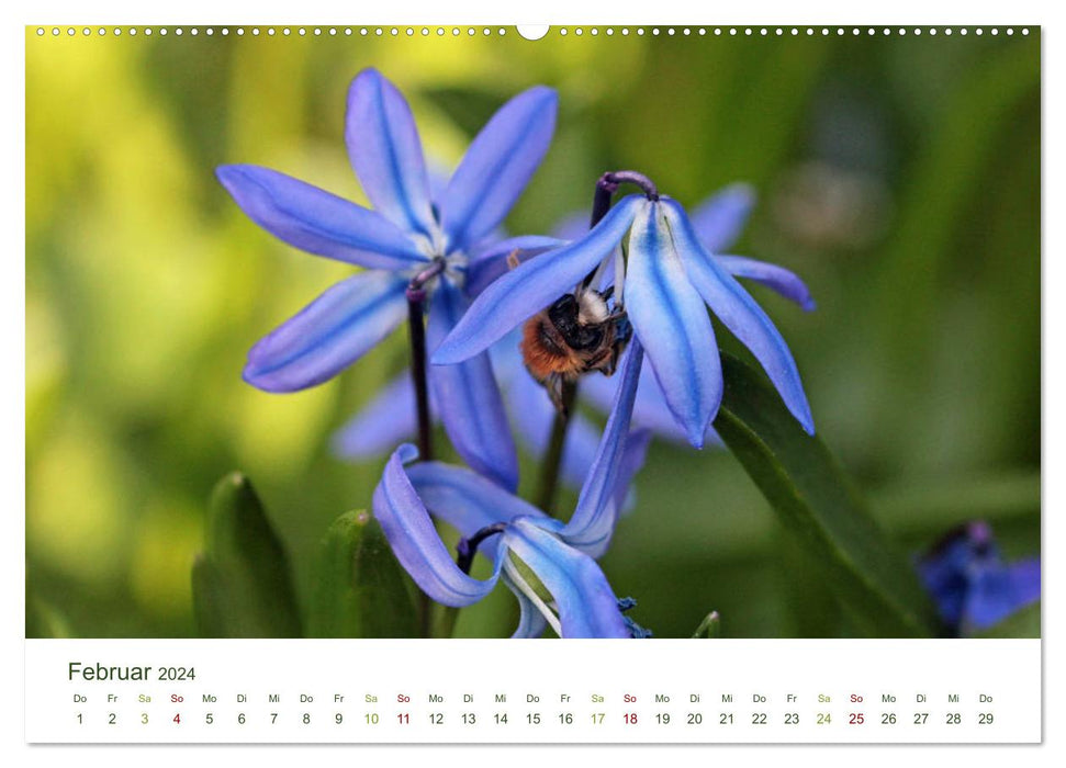 Abeilles sauvages dans le jardin (Calendrier mural CALVENDO 2024) 