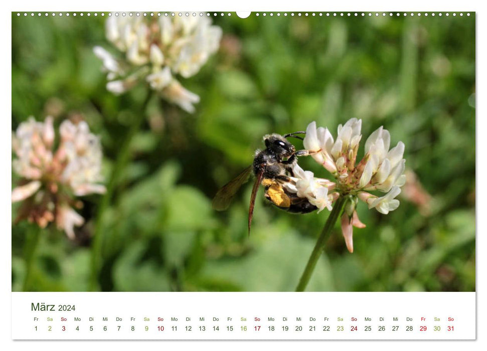 Wild bees in the garden (CALVENDO wall calendar 2024) 