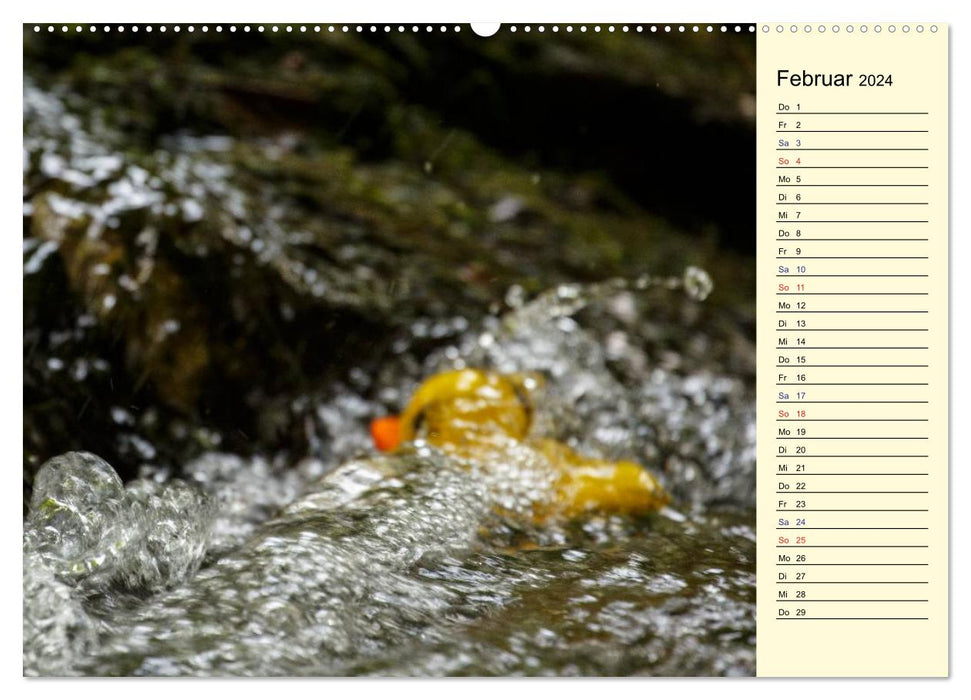 Duck race (CALVENDO wall calendar 2024) 