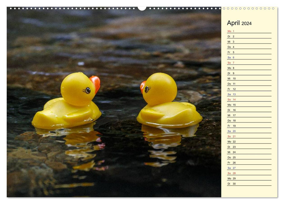 Duck race (CALVENDO wall calendar 2024) 