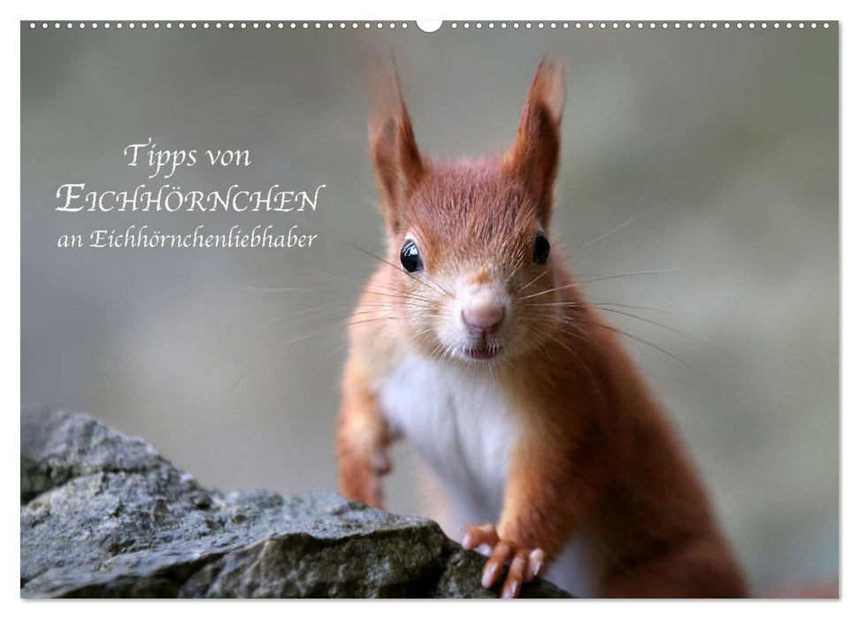 Tips from squirrels to squirrel lovers (CALVENDO wall calendar 2024) 