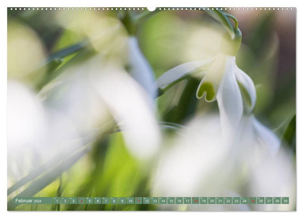 Nature up close (CALVENDO Premium Wall Calendar 2024) 