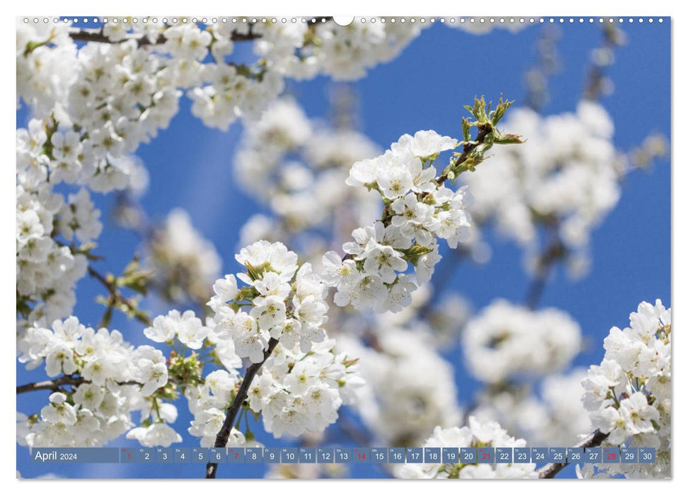 Nature up close (CALVENDO Premium Wall Calendar 2024) 