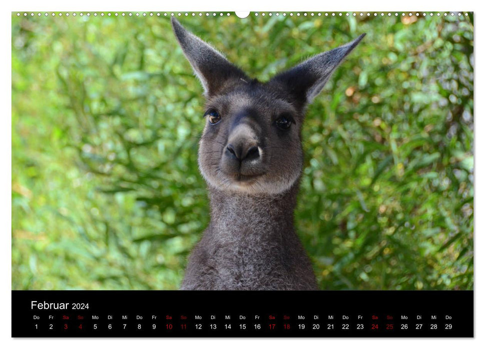 Australian Wildlife (CALVENDO Premium Wandkalender 2024)