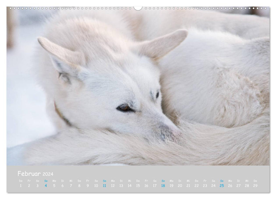 Alaskan Huskies (CALVENDO Wandkalender 2024)