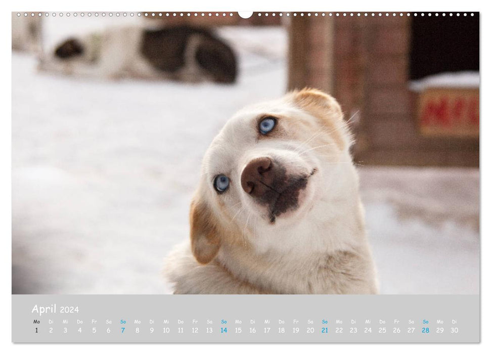 Huskies d'Alaska (calendrier mural CALVENDO 2024) 