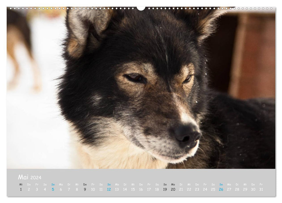 Huskies d'Alaska (calendrier mural CALVENDO 2024) 