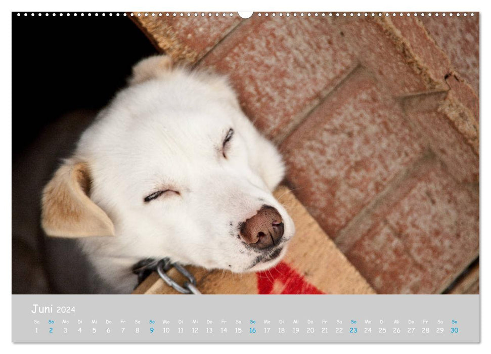 Alaskan Huskies (CALVENDO wall calendar 2024) 