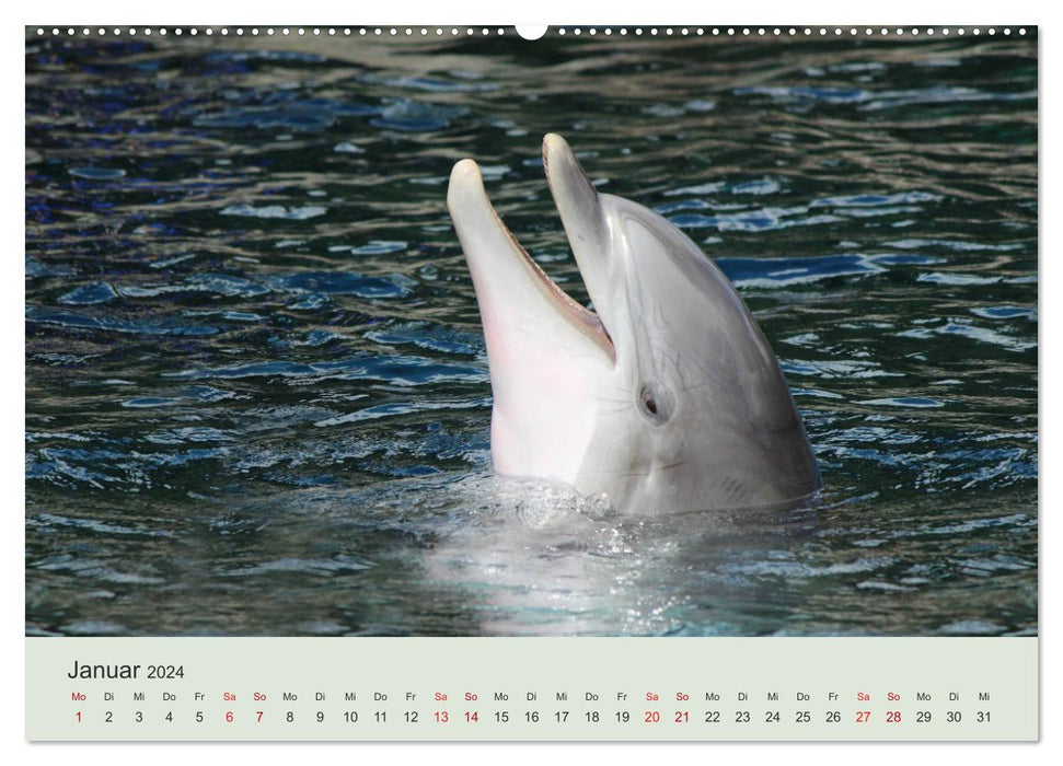 Le monde des dauphins (Calendrier mural CALVENDO Premium 2024) 