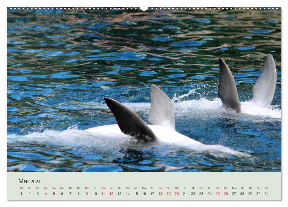 Die Welt der Delphine (CALVENDO Premium Wandkalender 2024)