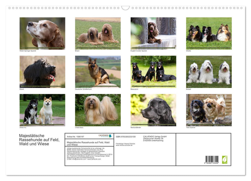 Majestic purebred dogs in the field, forest and meadow (CALVENDO wall calendar 2024) 