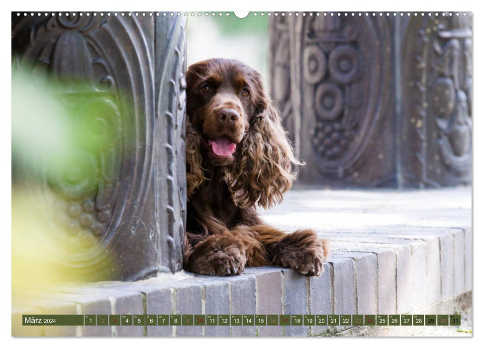 Mäjestätische Rassehunde auf Feld, Wald und Wiese (CALVENDO Wandkalender 2024)