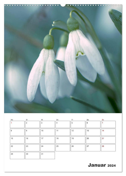 Colored flower dream (CALVENDO wall calendar 2024) 