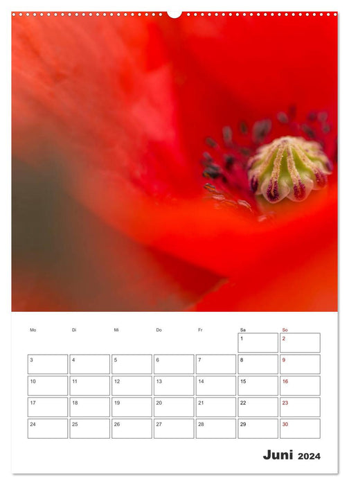 Colored flower dream (CALVENDO wall calendar 2024) 