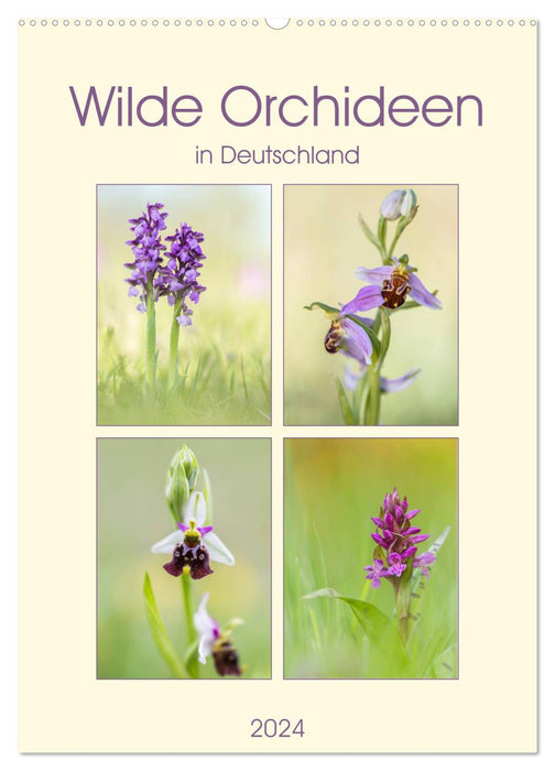 Wilde Orchideen in Deutschland 2024 (CALVENDO Wandkalender 2024)