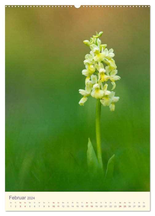 Wild orchids in Germany 2024 (CALVENDO wall calendar 2024) 