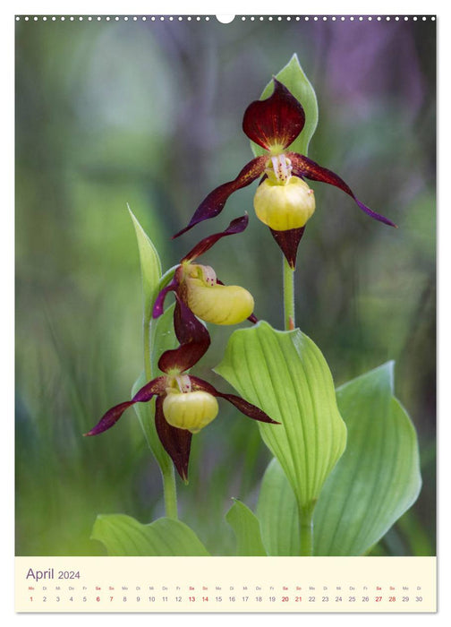 Wilde Orchideen in Deutschland 2024 (CALVENDO Wandkalender 2024)