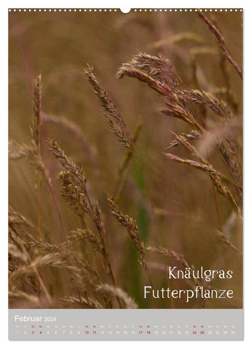 Weeds – Useful beauties in the meadow (CALVENDO Premium Wall Calendar 2024) 