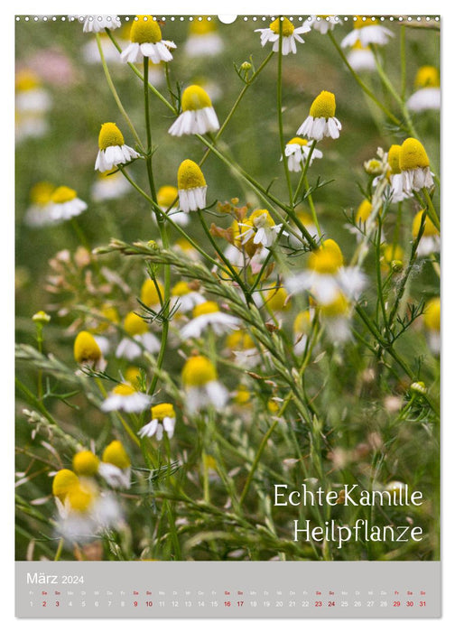 Weeds – Useful beauties in the meadow (CALVENDO Premium Wall Calendar 2024) 