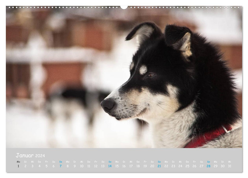Alaskan Huskies (CALVENDO Premium Wandkalender 2024)