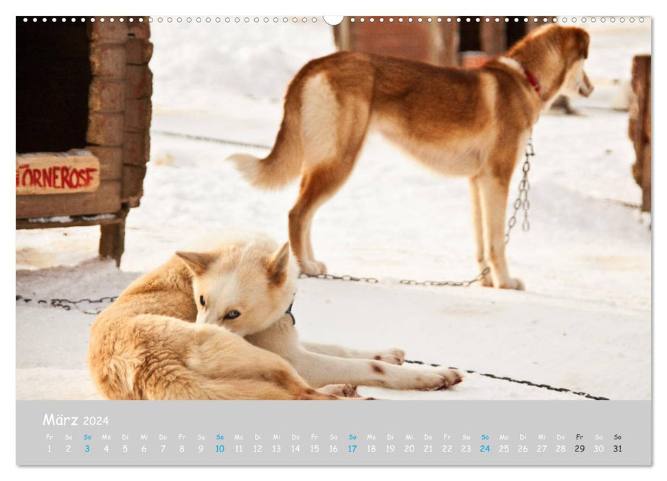 Alaskan Huskies (CALVENDO Premium Wall Calendar 2024) 