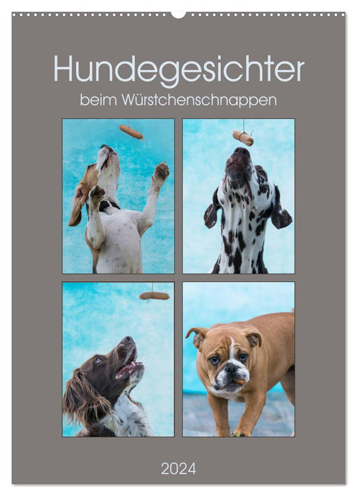 Visages de chien en attrapant des saucisses (calendrier mural CALVENDO 2024) 