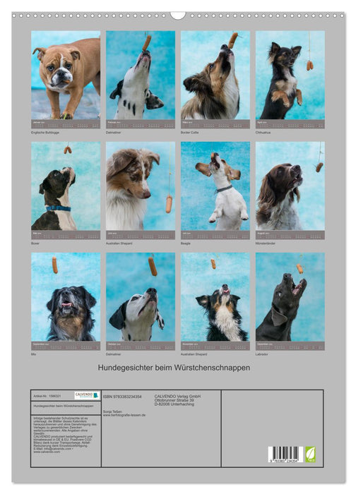 Visages de chien en attrapant des saucisses (calendrier mural CALVENDO 2024) 