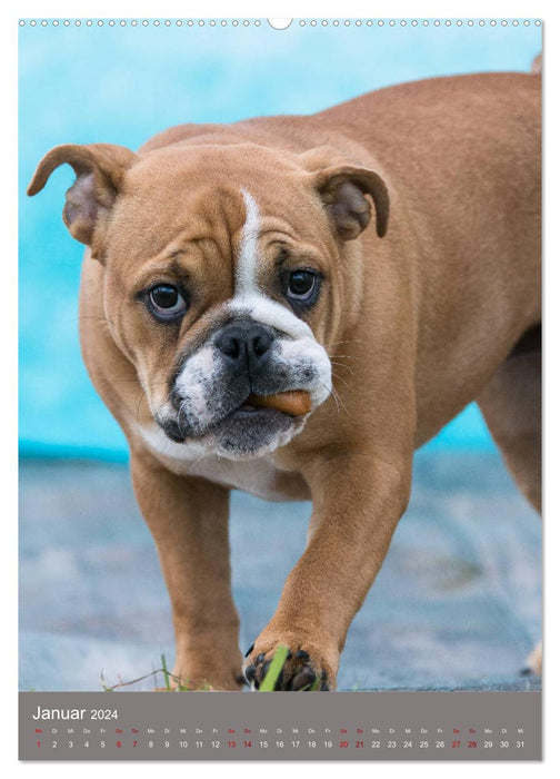 Dog faces while grabbing sausages (CALVENDO wall calendar 2024) 