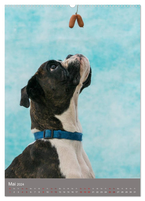 Hundegesichter beim Würstchenschnappen (CALVENDO Wandkalender 2024)
