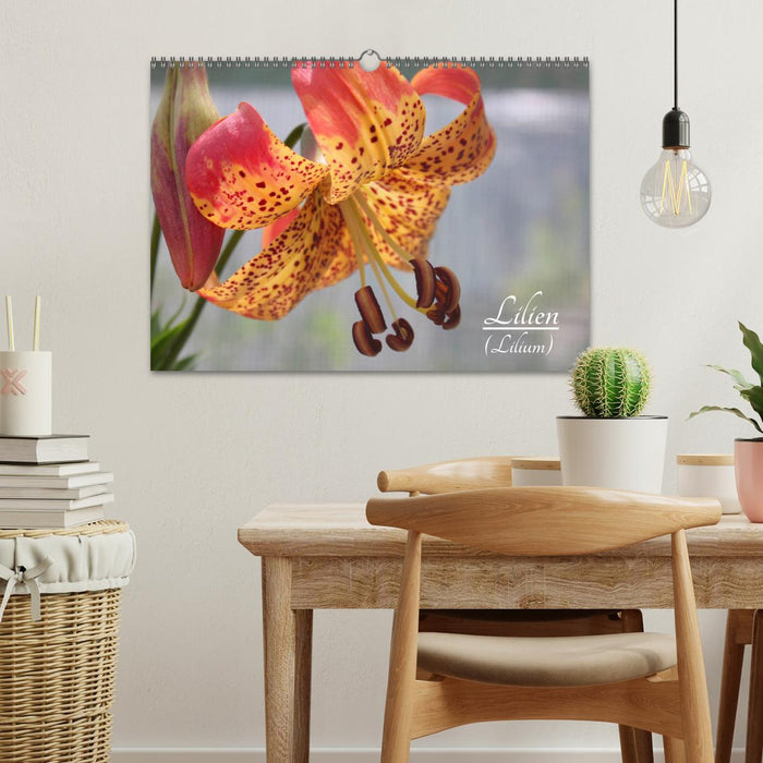 Lilies (Lilium) (CALVENDO wall calendar 2024) 