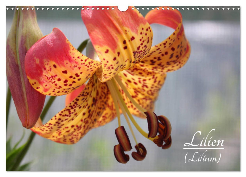 Lilien (Lilium) (CALVENDO Wandkalender 2024)