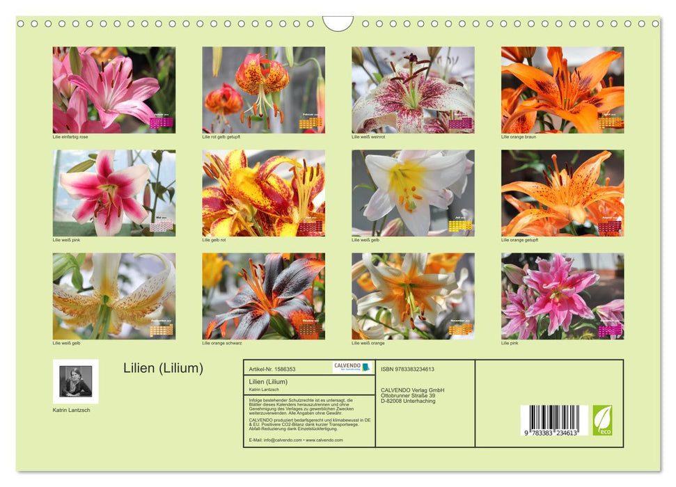 Lilies (Lilium) (CALVENDO wall calendar 2024) 