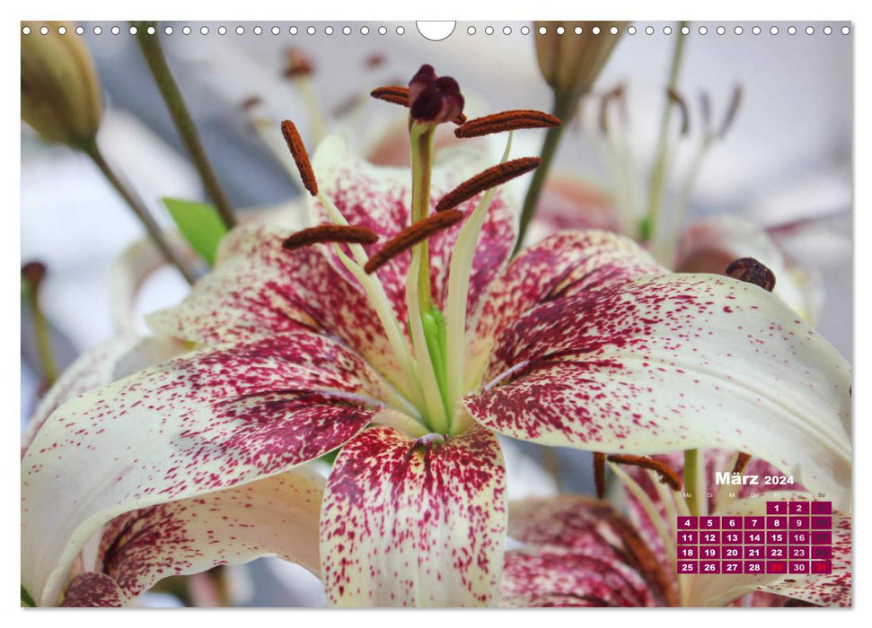 Lilien (Lilium) (CALVENDO Wandkalender 2024)