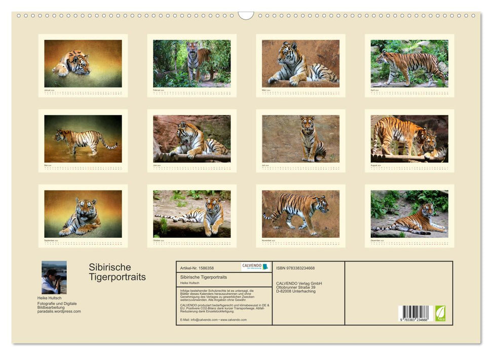 Siberian tiger portraits (CALVENDO wall calendar 2024) 