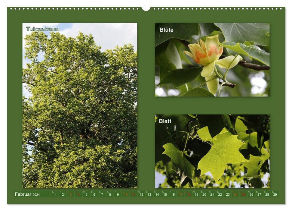Faszinierende Bäume (CALVENDO Premium Wandkalender 2024)