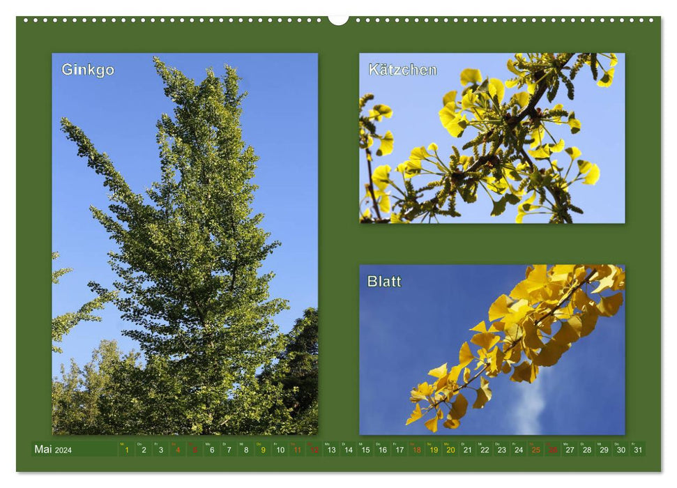 Fascinating trees (CALVENDO Premium wall calendar 2024) 